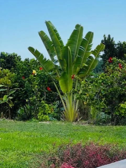 Teresinajamaica 호텔 Saint Annʼs Bay